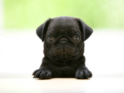 1456470366376419.jpg animal_hd_fun_animals_1920x1200_1867_3.jpg