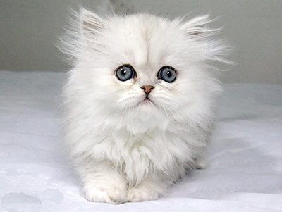 1473844685339392.jpg 波斯猫1.jpg