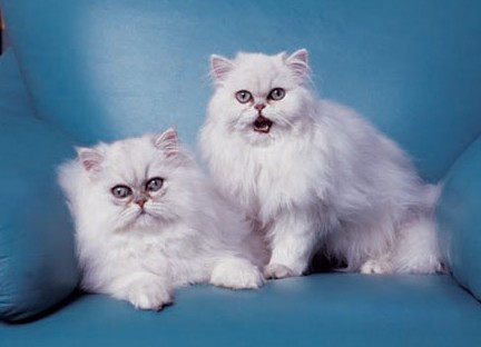 1476523591807550.jpg 金吉拉猫咪.jpg