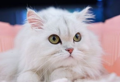1476523600507110.jpg 金吉拉猫.jpg