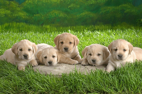 1493200124262373.gif XSDFTGHJ12458.gif